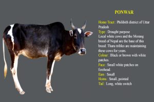 Ponwar cow breed
