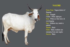 Nagori cow breed