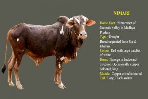 Nimari cow breed
