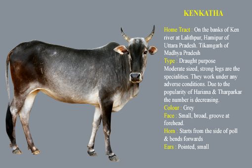 Kenkatha cow breed