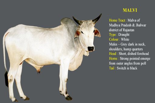 Malvi cow breed