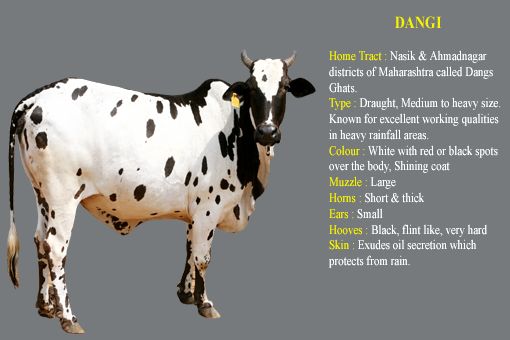 Dangi cow breed