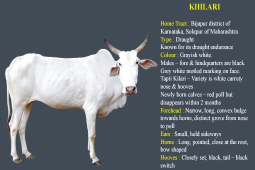 Khillari cow breed