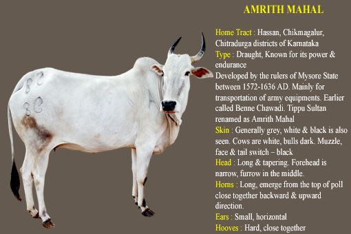 Amrit Mahal cow breed