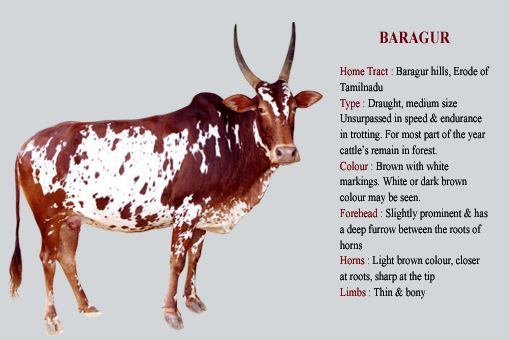 Bargur cow breed
