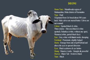 Deoni cow breed
