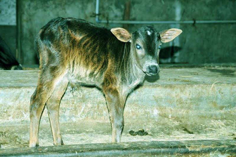 A calf at the goushala