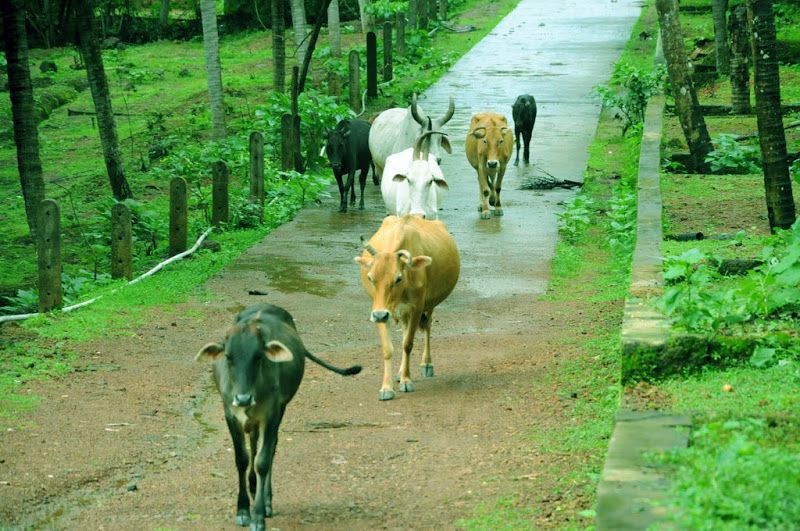 Govanithashraya goushala