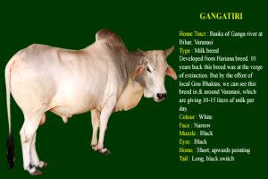 Gangatiri cow breed