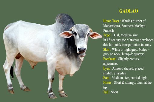 Gaolao cow breed