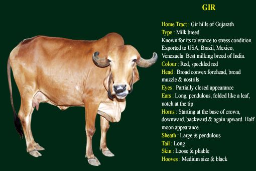Gir cow breed