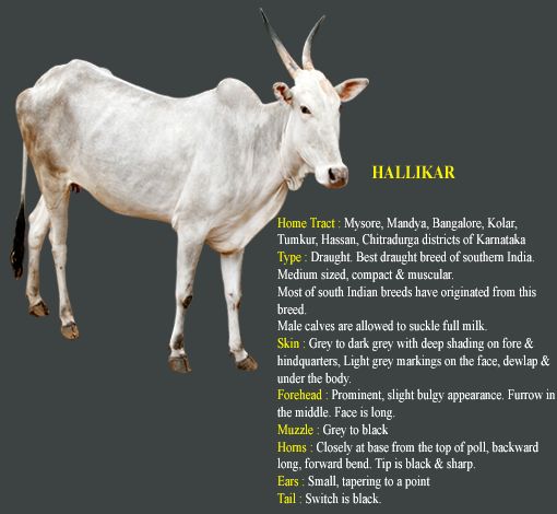 Hallikar cow breed