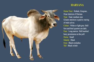 Hariana cow breed
