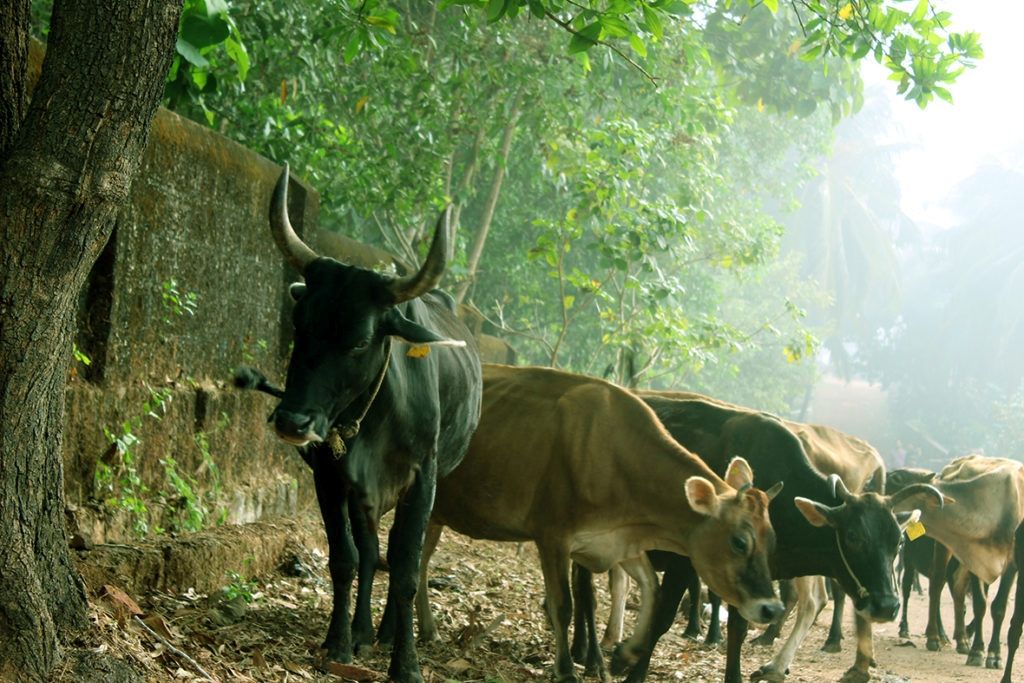 Cattle at the goushala