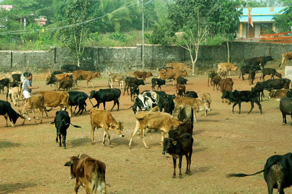 Cattle at the goushala