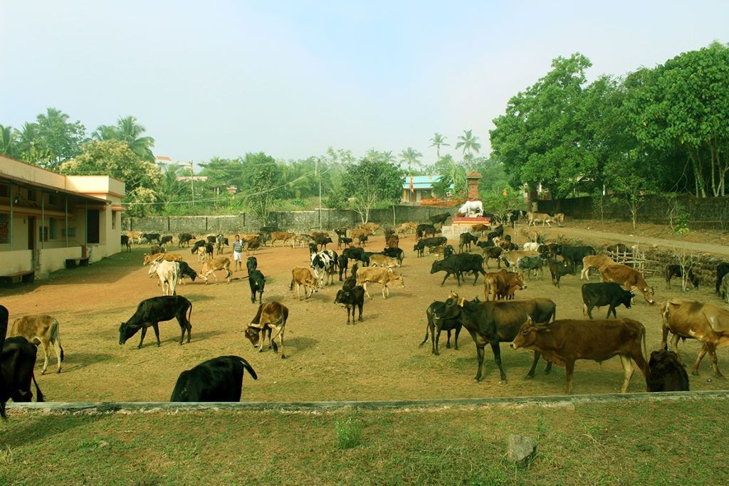 Cows grazing at the Govanithashraya goushala, Beejaguri