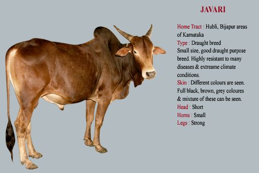 Javari cow breed