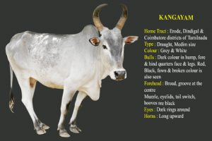 Kangayam cow breed