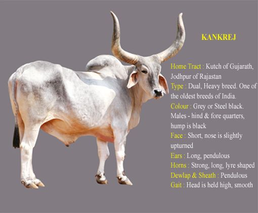 Kankrej cow breed