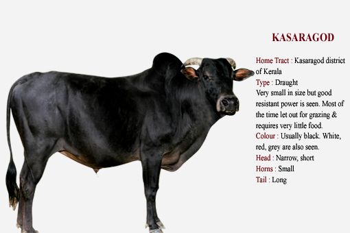 Kasaragod cow breed