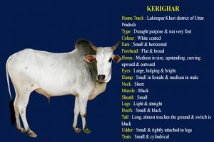 Kherigarh cow breed