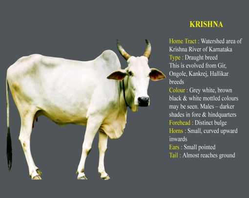 Krishna Valley cow breed