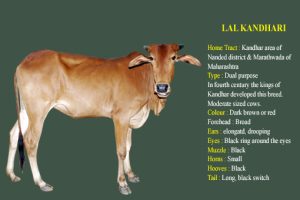 Lal Kandhari cow breed