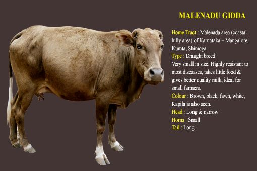 Malenadu Gidda cow breed