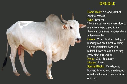 Ongole cow breed