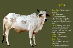 Rathi cow breed