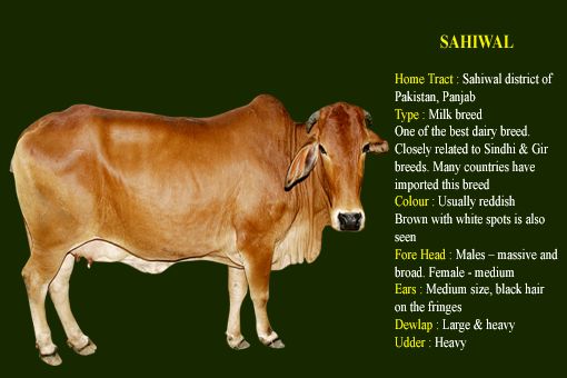 Sahiwal cow breed