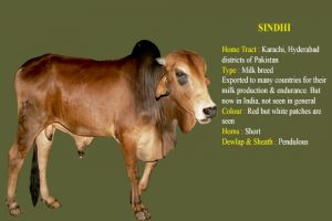 Red Sindhi cow breed