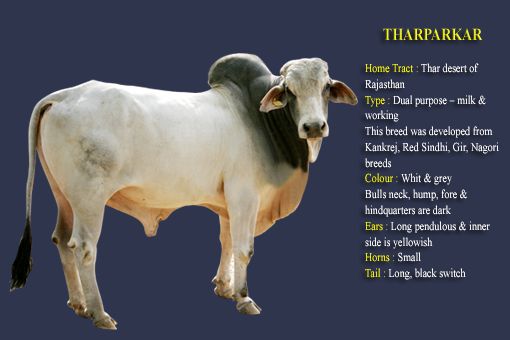 Tharparkar cow breed