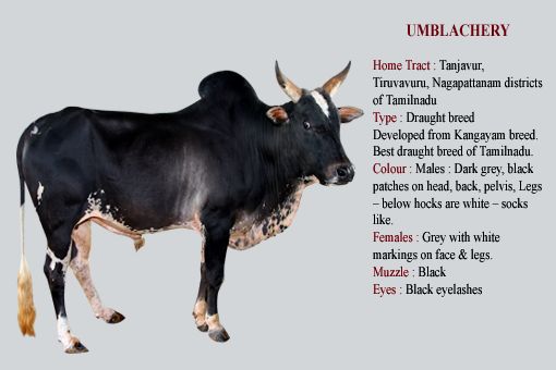 Umblachery cow breed