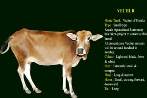 Vechur cow breed